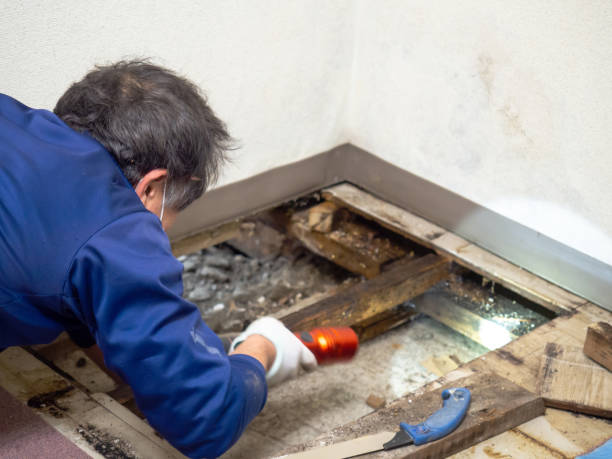 Best Fast Mold Removal  in Lubbock, TX