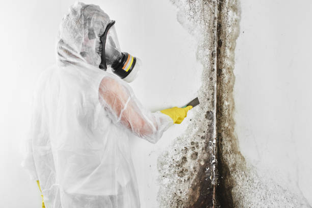 Best Crawl Space Mold Removal  in Lubbock, TX
