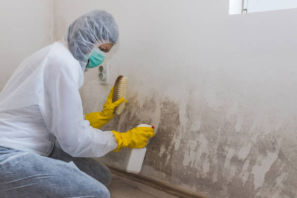 Best Certified Mold Removal  in Lubbock, TX