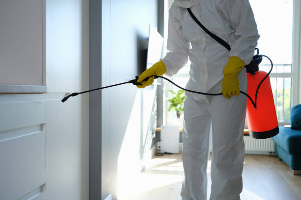 Professional Mold Removal in Lubbock, TX