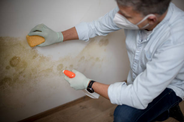 Mold Removal and Inspection in Lubbock, TX