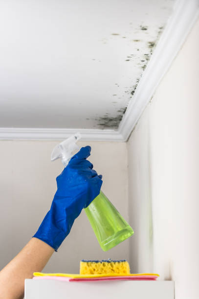 Best Mold Damage Repair  in Lubbock, TX